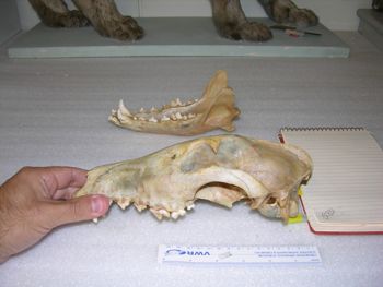 Media type: image;   Mammalogy 52831 Description: Image of skeleton specimen - lateral view. lateral view of skull.;